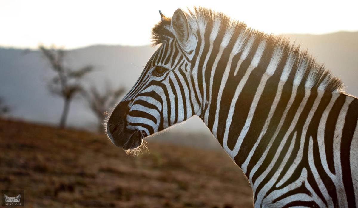 Indabushe Eco Parque de Campismo Shoemanskloof